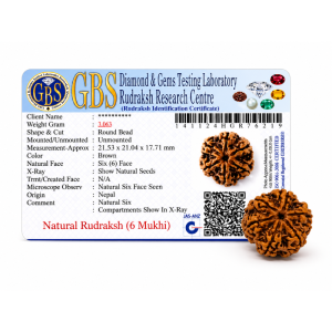 6 mukhi rudraksha