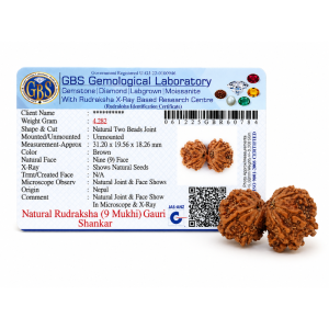 Gauri shankar rudraksha